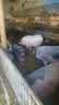 IMG-20220716-WA0009.jpg