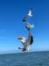 IMG-20231106-WA0015.jpg